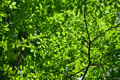 Green leaves Stock Photos