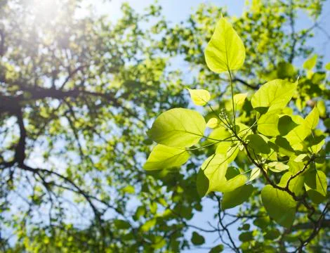 Green leaves Stock Photos