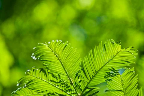 Green leaves Stock Photos