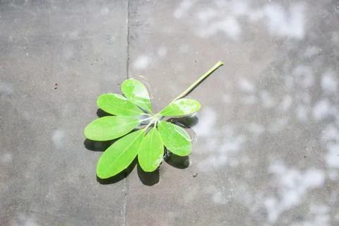 Green leaves Stock Photos