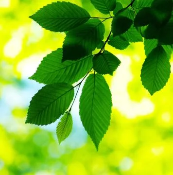 Green leaves Foto stock