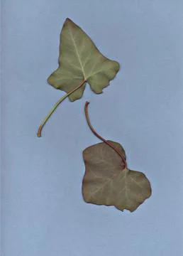 Green leaves Foto stock