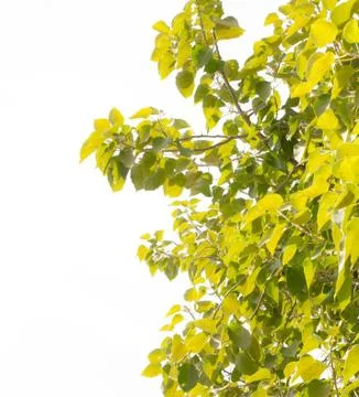 Green leaves Stock Photos