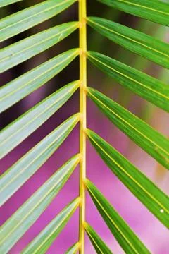 Green leaves Stock Photos