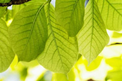 Green leaves Stock Photos