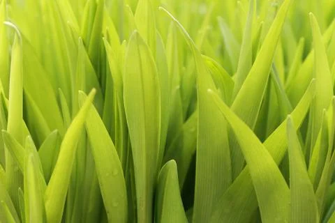 Green leaves Stock Photos