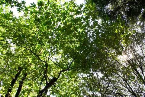 Green leaves Foto stock