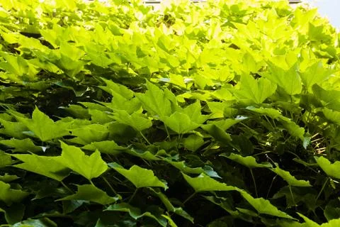 Green leaves Stock Photos