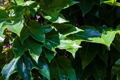 Green leaves Stock Photos