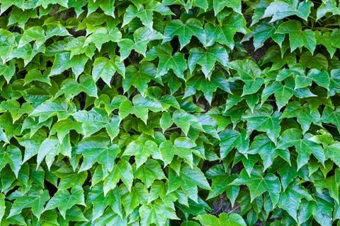 Green leaves Stock Photos