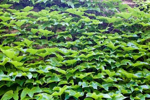 Green leaves Stock Photos