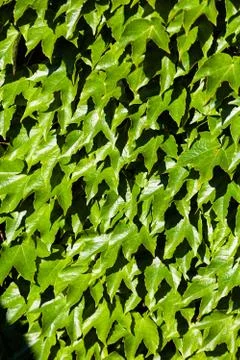 Green leaves Stock Photos