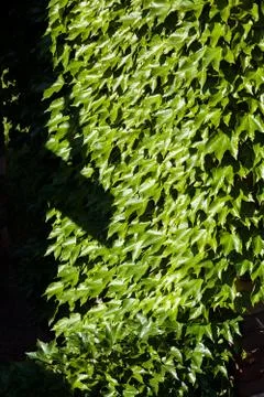 Green leaves Stock Photos
