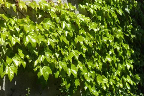 Green leaves Foto stock