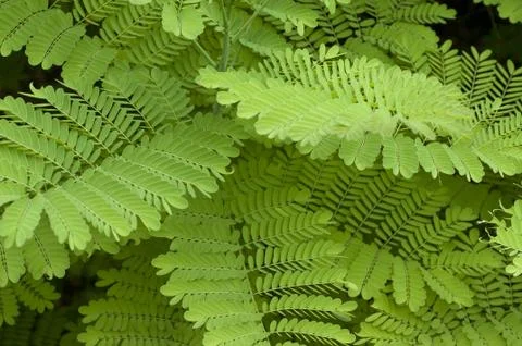 Green Leaves Stock Photos