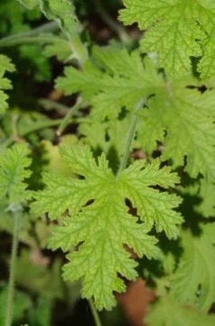 Green Leaves Stock Photos