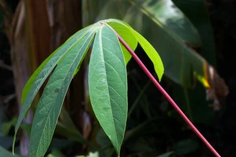 Green Leaves Stock Photos