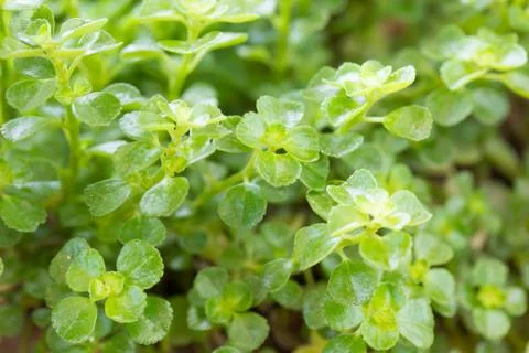 Green leaves Stock Photos