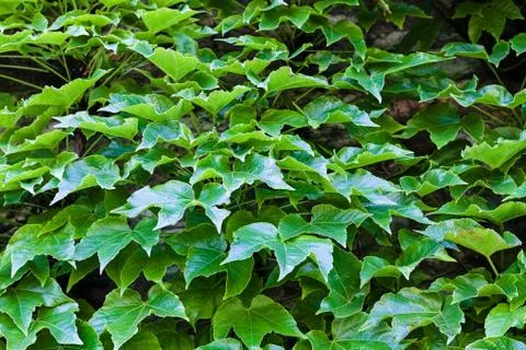 Green leaves Stock Photos