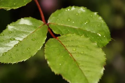 Green leaves Stock Photos
