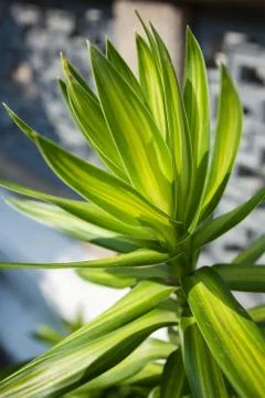 Green leaves Stock Photos