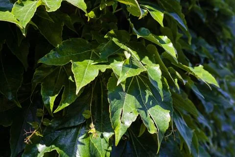 Green leaves Foto stock