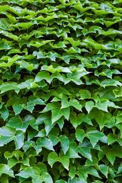 Green leaves Stock Photos