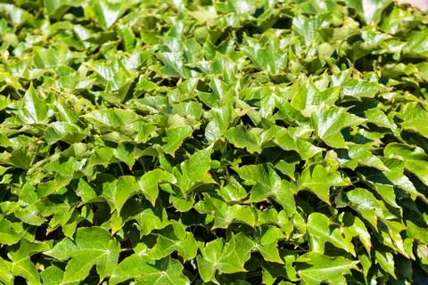 Green leaves Stock Photos