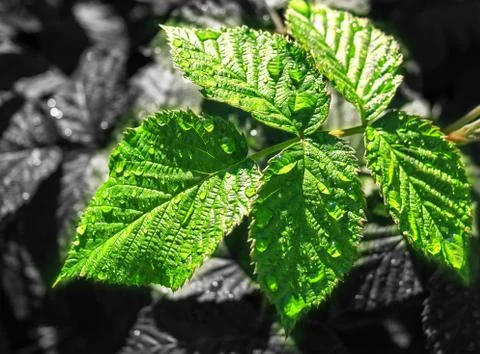 Green leaves Stock Photos