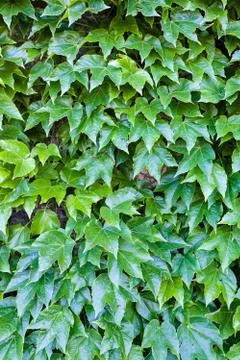 Green leaves Foto stock