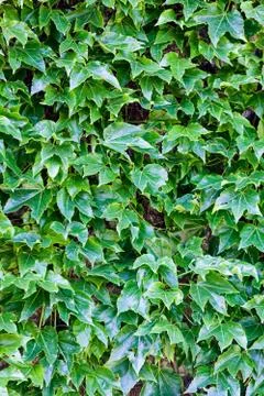 Green leaves Stock Photos