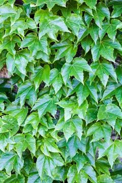 Green leaves Stock Photos