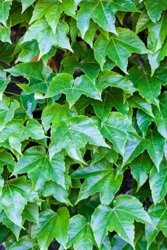 Green leaves Stock Photos