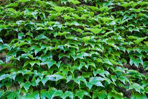 Green leaves Stock Photos