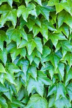 Green leaves Stock Photos