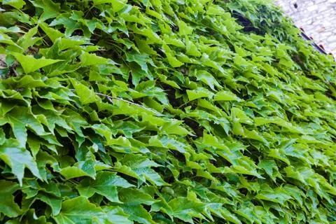 Green leaves Stock Photos