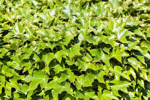 Green leaves Stock Photos
