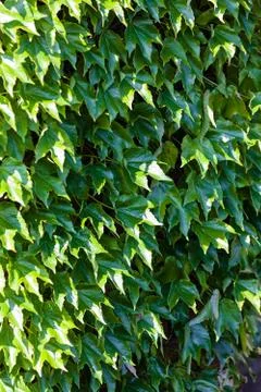 Green leaves Stock Photos