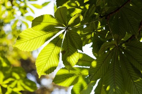 Green leaves Stock Photos