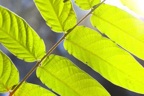 Green leaves Stock Photos