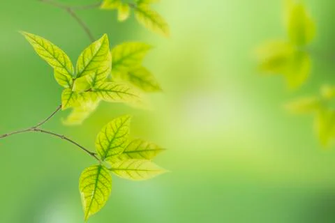 Green leaves Foto stock