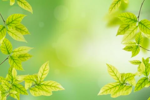 Green leaves Stock-Fotos