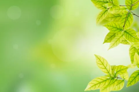 Green leaves Stock Photos