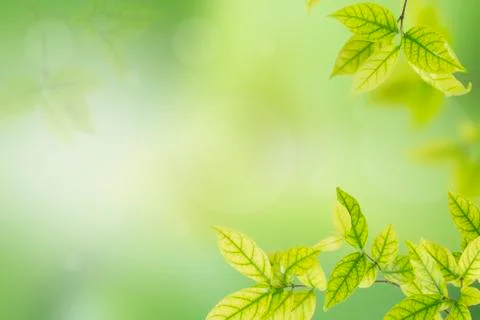 Green leaves Stock-Fotos