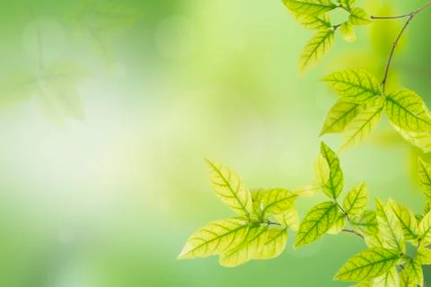 Green leaves Foto stock