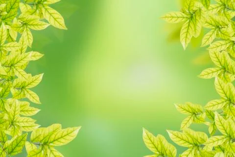 Green leaves Stock Photos