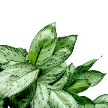 Green leaves Stock Photos