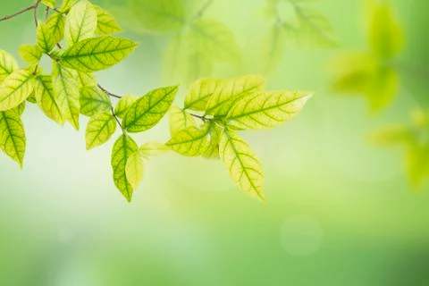 Green leaves Foto stock