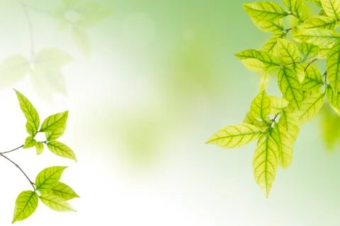 Green leaves Stock Photos