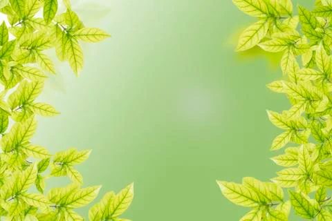 Green leaves Stock-Fotos